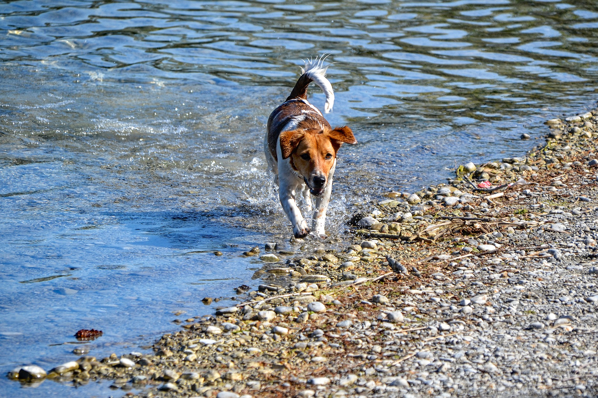 Con il cane sul Lago di Garda