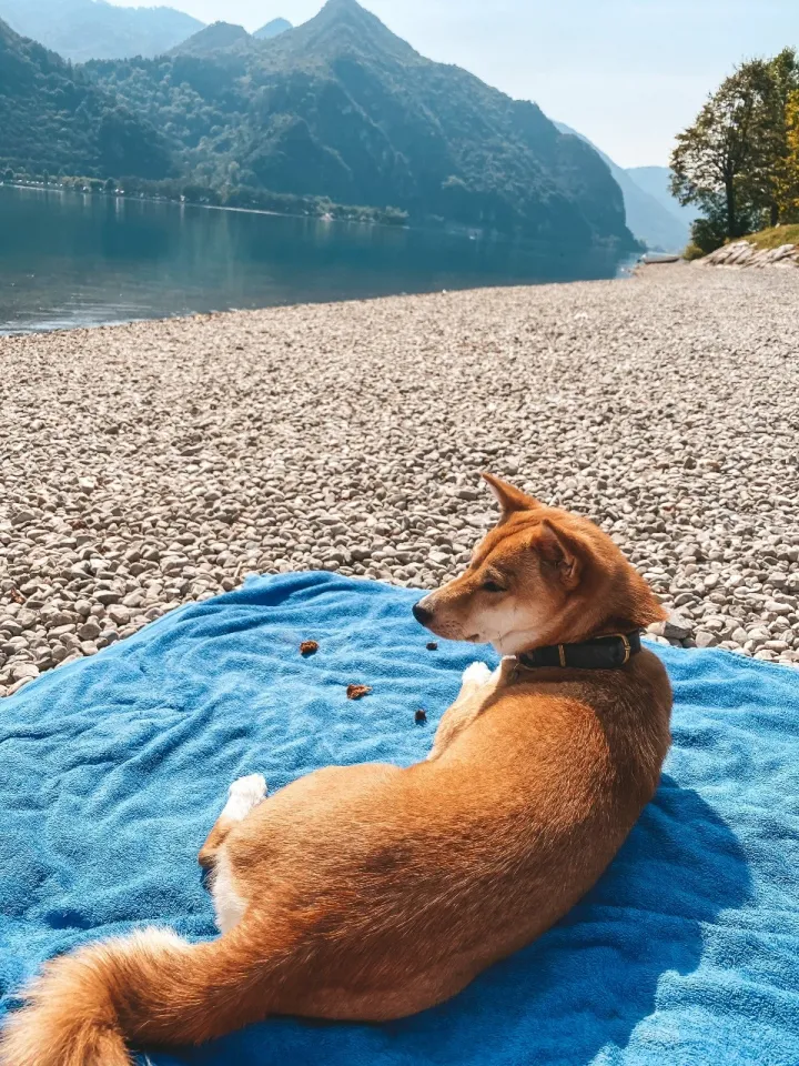 On the beach with your dog on lake Idro
