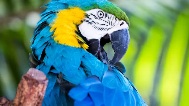 Blue and yellow parrot perched on a branch with green leaves in the background.