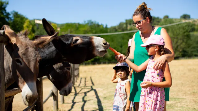 Family feeding donkeys carrots at a farm under a clear blue sky.