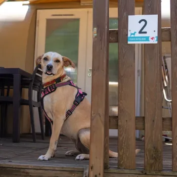 Coco Suite dog